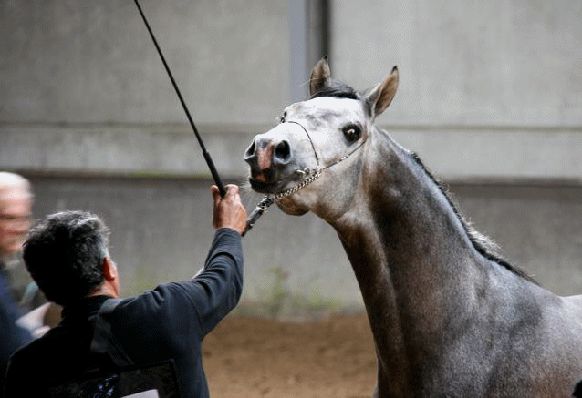 quo arabians